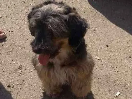 Cachorro ra a SRD idade 4 anos nome Neguinha