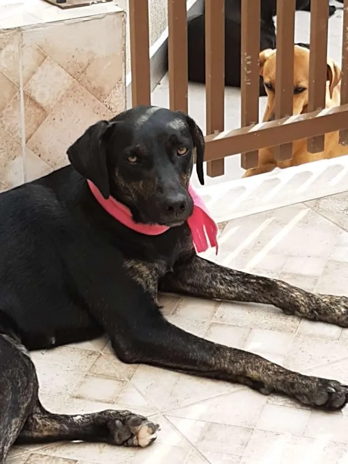 Cachorro ra a SRD idade 1 ano nome Nega Flor