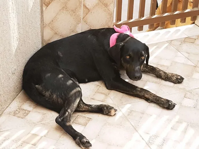 Cachorro ra a SRD idade 1 ano nome Nega Flor