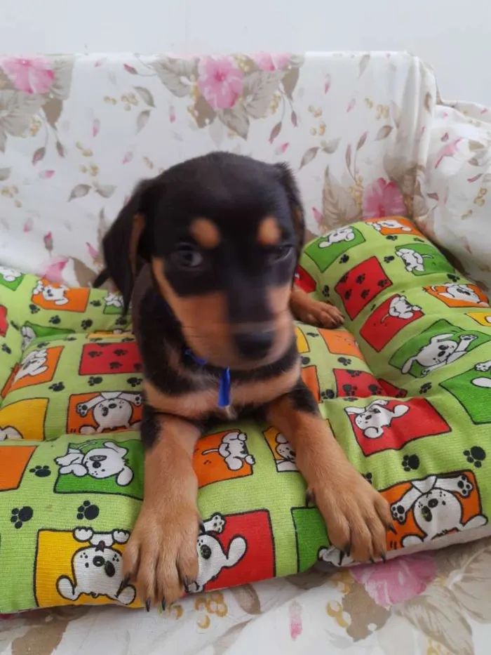 Cachorro ra a SRD idade 2 a 6 meses nome Barney