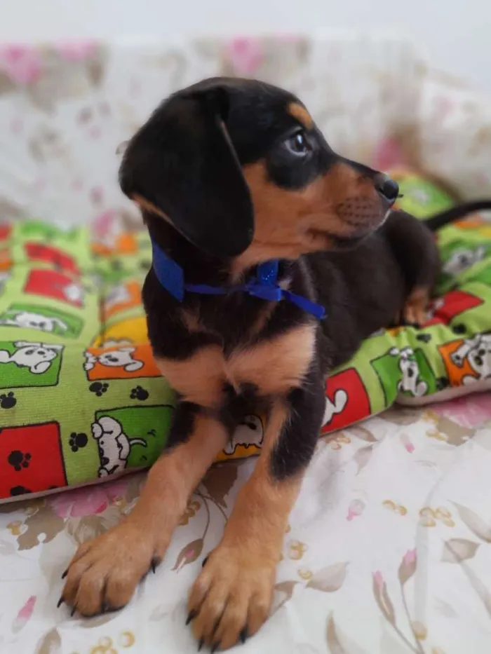 Cachorro ra a SRD idade 2 a 6 meses nome Barney