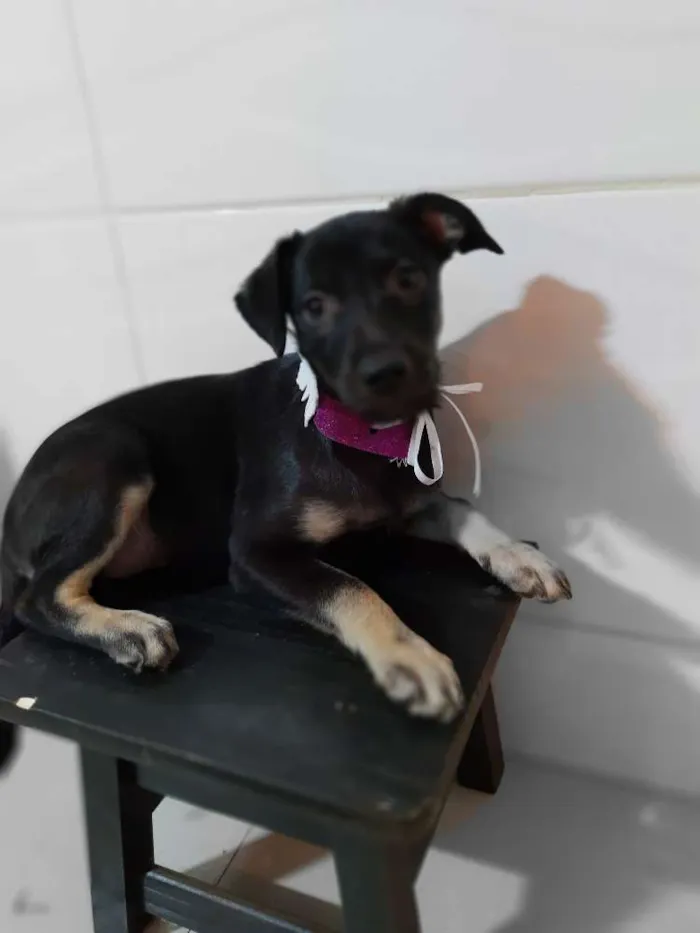 Cachorro ra a SRD idade 2 a 6 meses nome Aninha