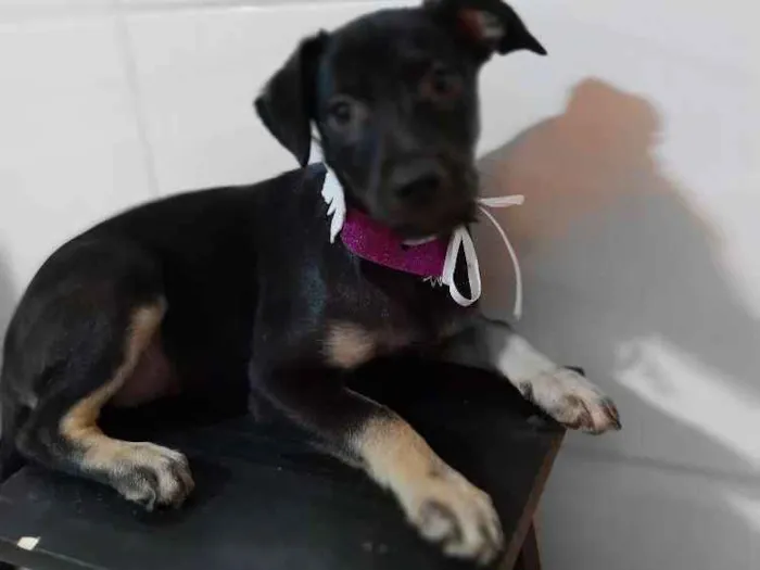Cachorro ra a SRD idade 2 a 6 meses nome Aninha