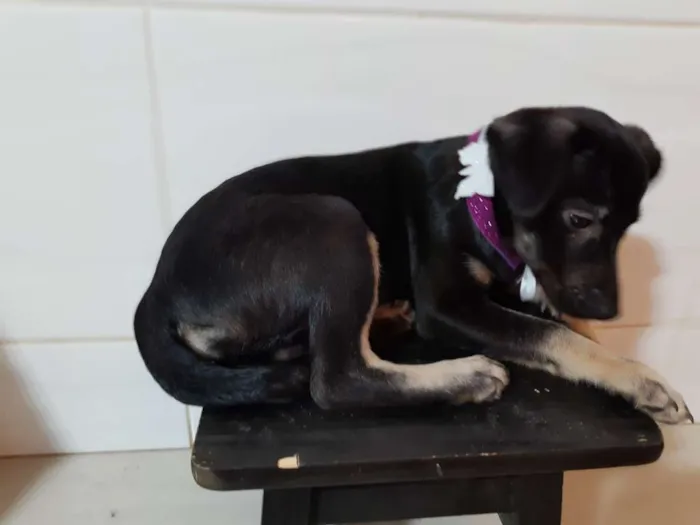 Cachorro ra a SRD idade 2 a 6 meses nome Aninha