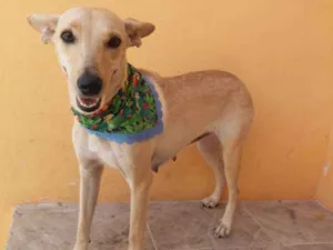 Cachorro raça SRD idade 2 anos nome Bella