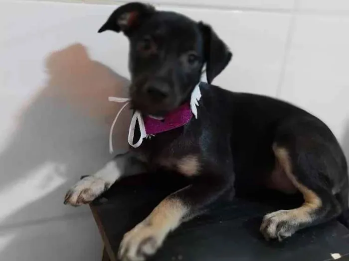 Cachorro ra a SRD idade 2 a 6 meses nome Aninha