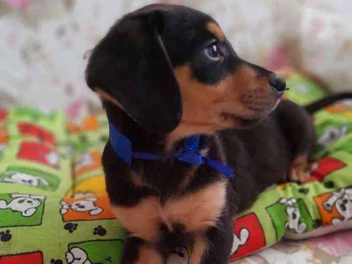 Cachorro ra a SRD idade 2 a 6 meses nome Barney