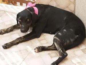 Cachorro raça SRD idade 1 ano nome Nega Flor