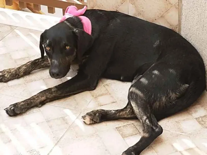 Cachorro ra a SRD idade 1 ano nome Nega Flor