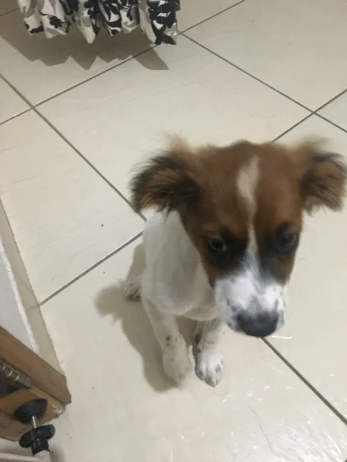 Cachorro ra a Fox paulistinha idade 2 a 6 meses nome Nina