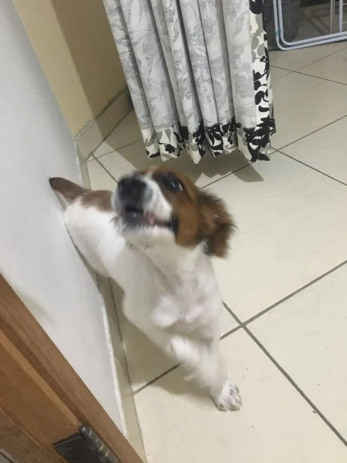 Cachorro ra a Fox paulistinha idade 2 a 6 meses nome Nina
