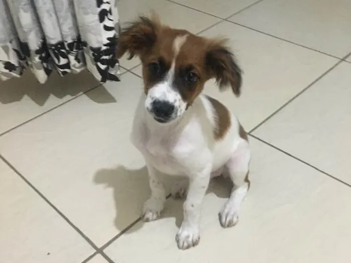 Cachorro ra a Fox paulistinha idade 2 a 6 meses nome Nina