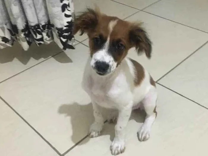 Cachorro ra a Fox paulistinha idade 2 a 6 meses nome Nina