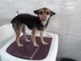 Lua
