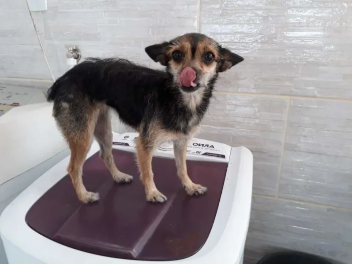 Cachorro raça Pinscher idade 1 ano nome Lua