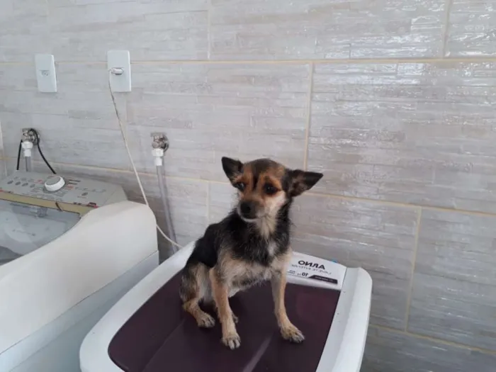 Cachorro raça Pinscher idade 1 ano nome Lua