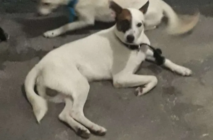 Cachorro raça SRD idade  nome Luci e Fred