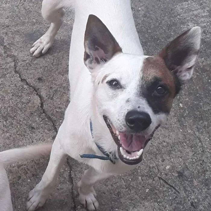 Cachorro raça SRD idade  nome Luci e Fred