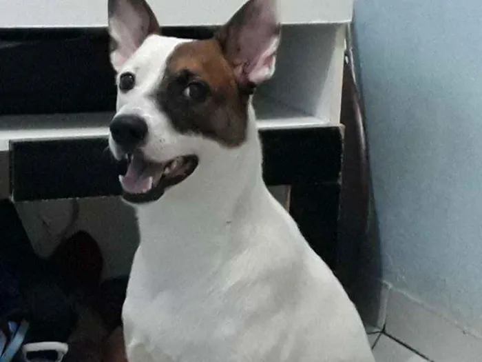 Cachorro raça SRD idade  nome Luci e Fred