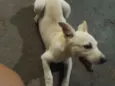 Luci