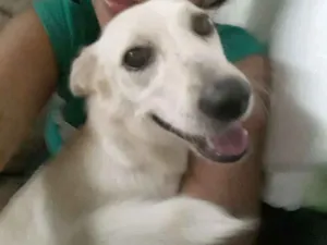 Cachorro raça SRD idade 1 ano nome Luci