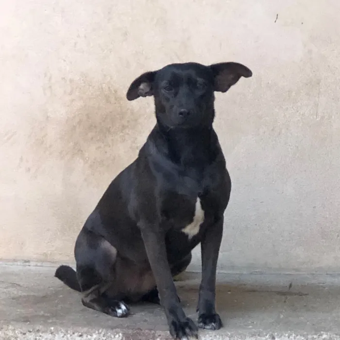 Cachorro ra a Srd idade 1 ano nome Luna
