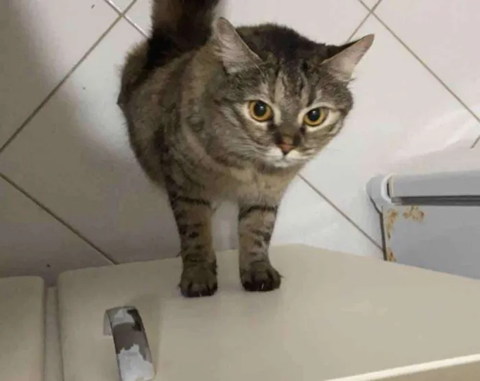 Gato raça SRD idade 3 anos nome Bella