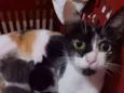 Mimi