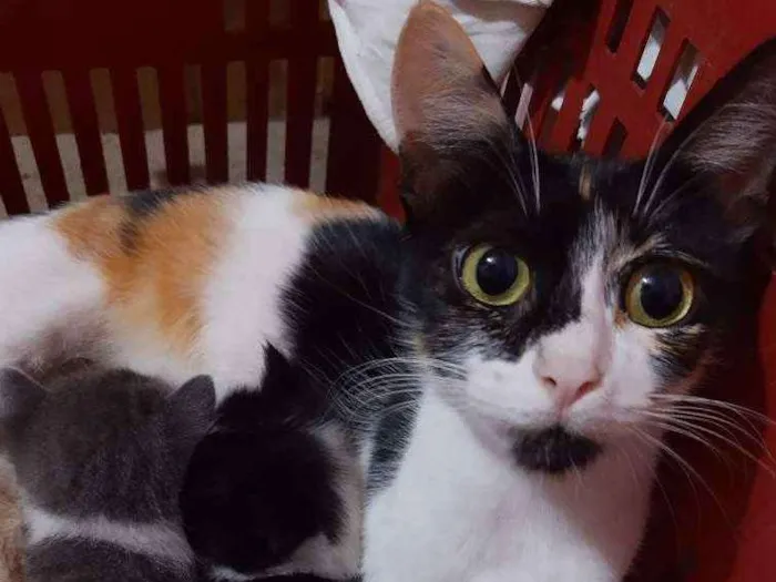 Gato ra a SRD idade 1 ano nome Mimi