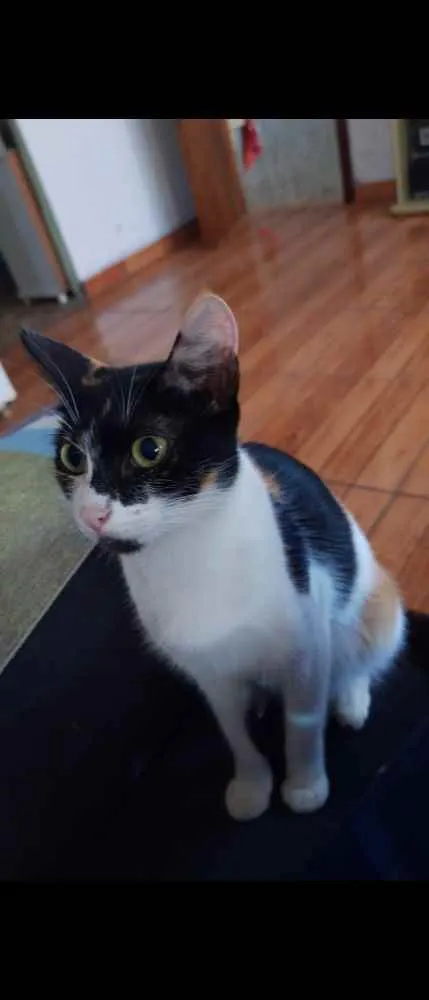 Gato ra a SRD idade 1 ano nome Mimi