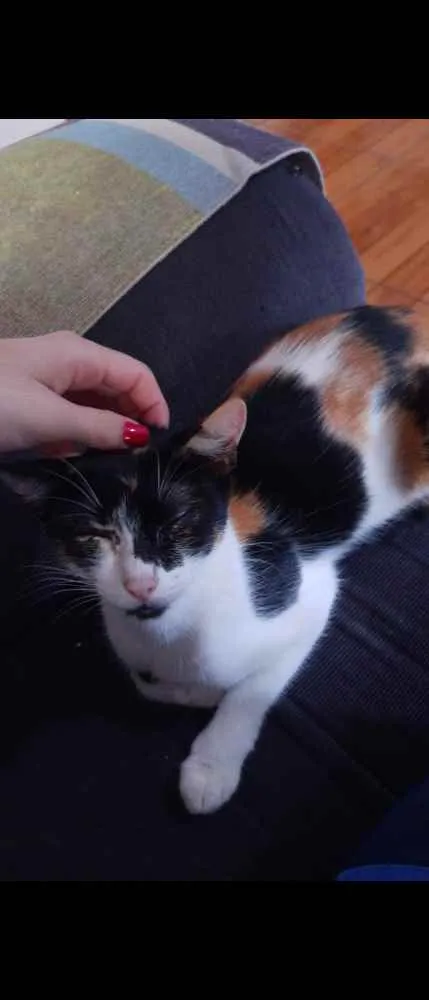 Gato ra a SRD idade 1 ano nome Mimi