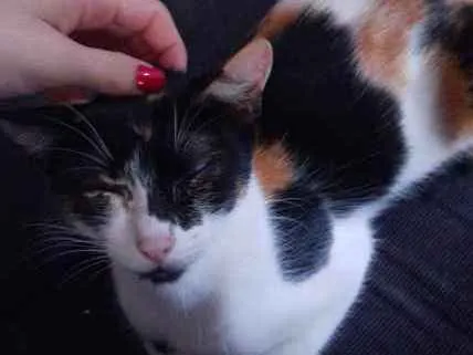 Gato ra a SRD idade 1 ano nome Mimi