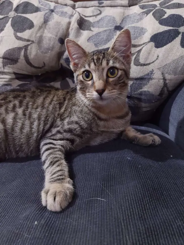 Gato ra a SRD idade 7 a 11 meses nome Baby