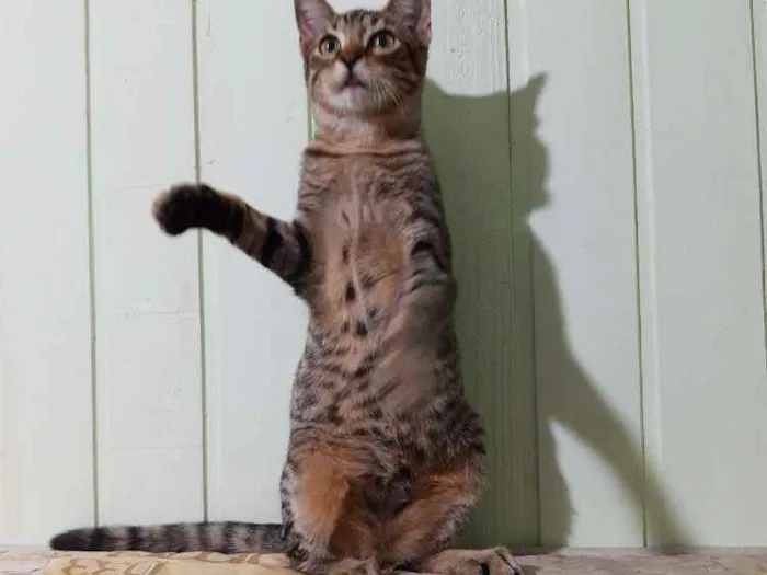 Gato ra a SRD idade 7 a 11 meses nome Baby