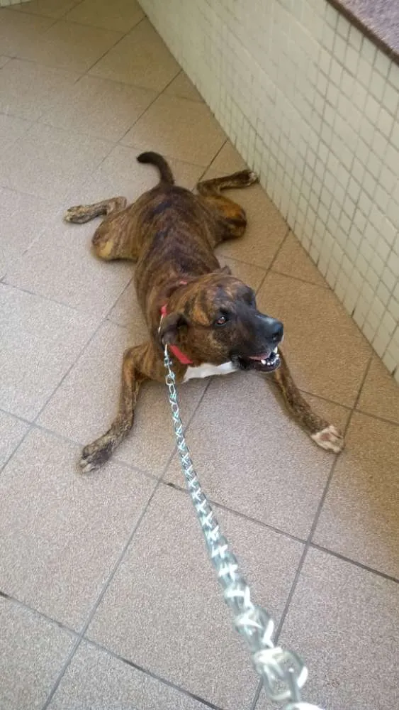 Cachorro raça Mestiço  idade 4 anos nome Nilo