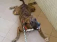 Nilo