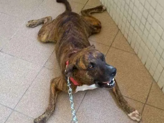 Cachorro raça Mestiço  idade 4 anos nome Nilo