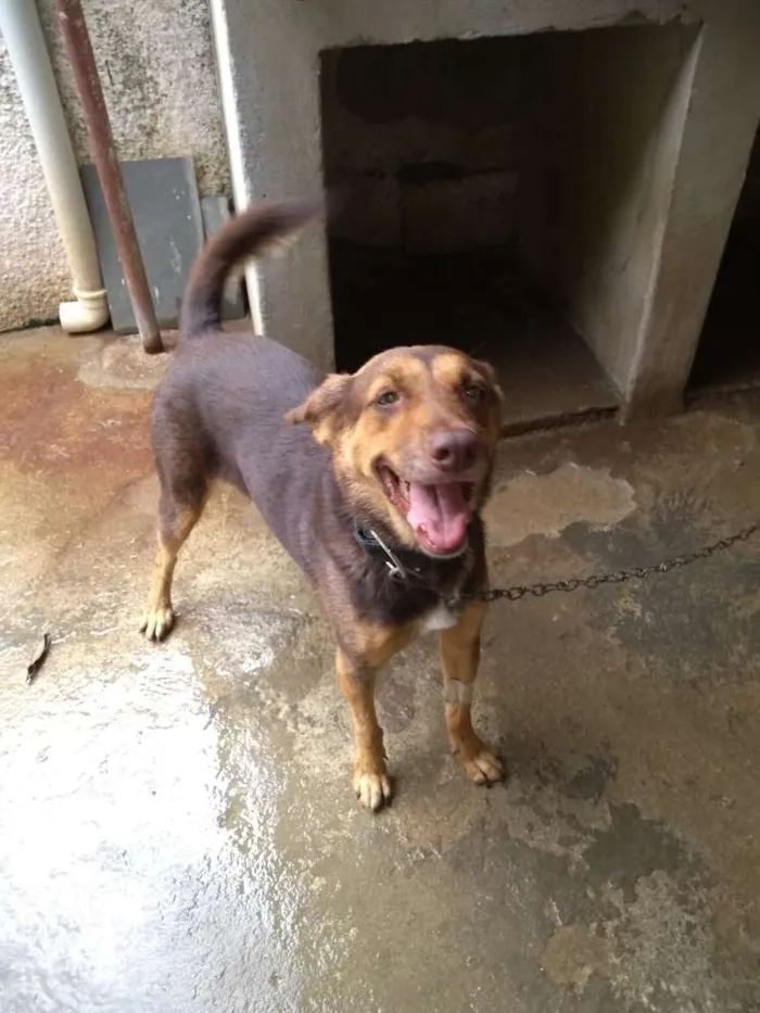 Cachorro raça Mestiça idade 3 anos nome SAFADA 