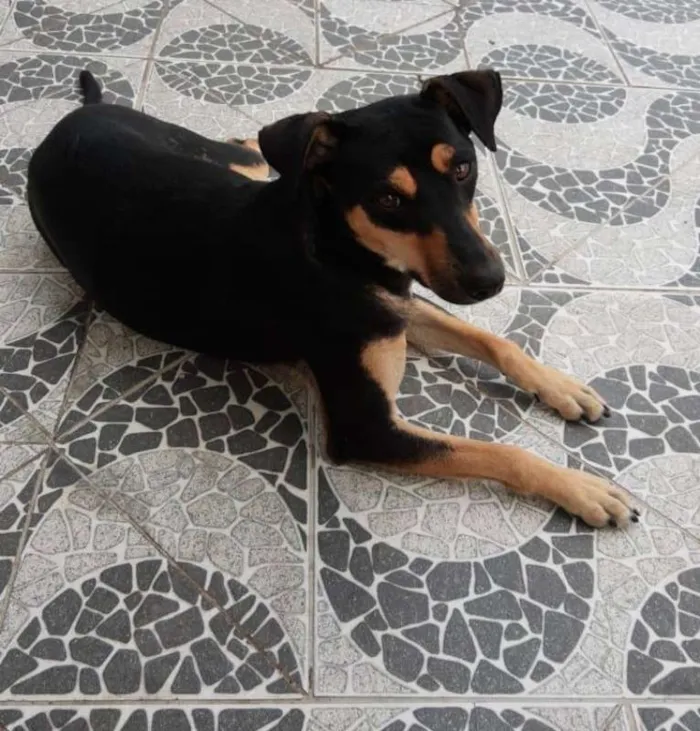 Cachorro ra a SRD idade 1 ano nome Tica