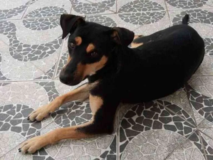 Cachorro ra a SRD idade 1 ano nome Tica