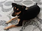 Cachorro raça SRD idade 1 ano nome Tica