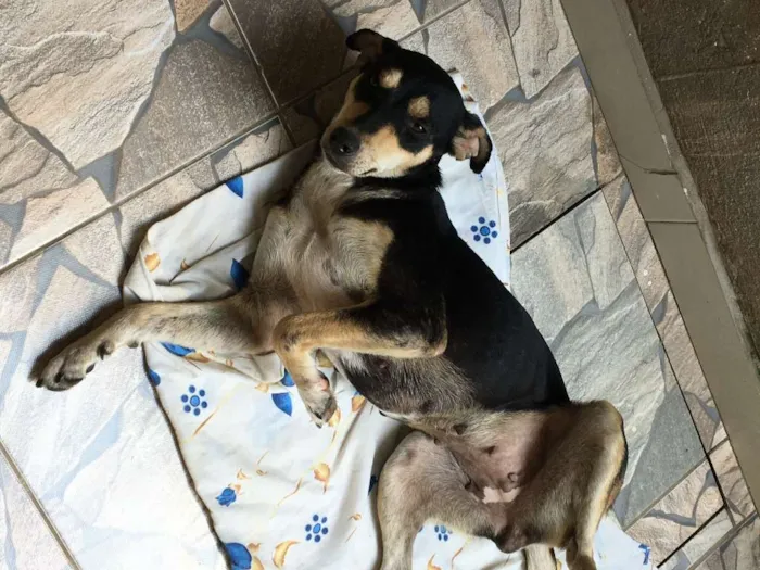 Cachorro ra a SRD idade 4 anos nome Fafa