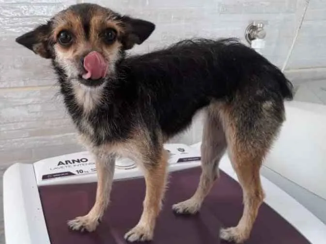 Cachorro raça Pinscher idade 1 ano nome Lua