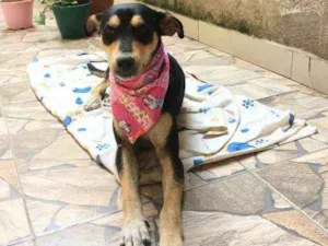 Cachorro raça SRD idade 4 anos nome Fafa