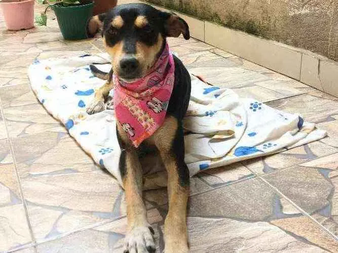 Cachorro ra a SRD idade 4 anos nome Fafa