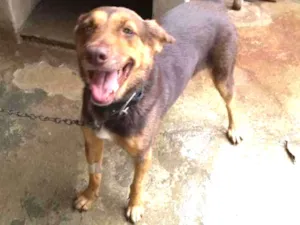 Cachorro raça Mestiça idade 3 anos nome SAFADA 