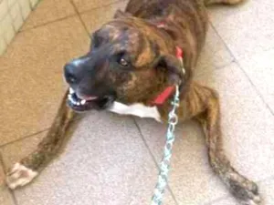 Cachorro raça Mestiço  idade 4 anos nome Nilo