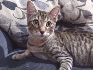 Gato raça SRD idade 7 a 11 meses nome Baby