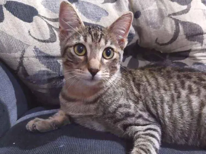 Gato ra a SRD idade 7 a 11 meses nome Baby