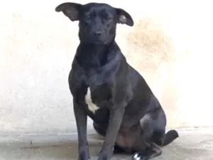 Cachorro raça Srd idade 1 ano nome Luna